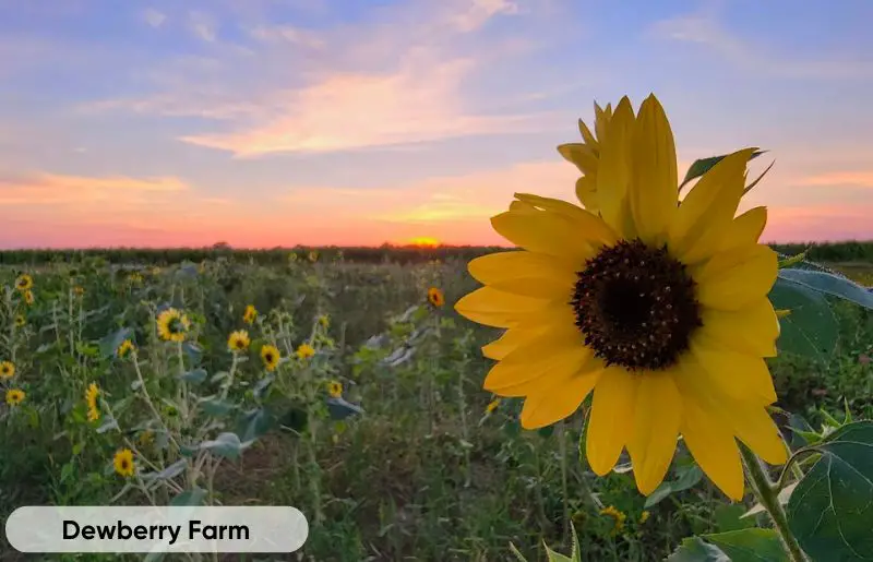 Dewberry Farm