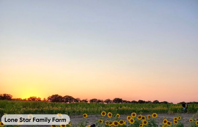 Lone Star Family Farm