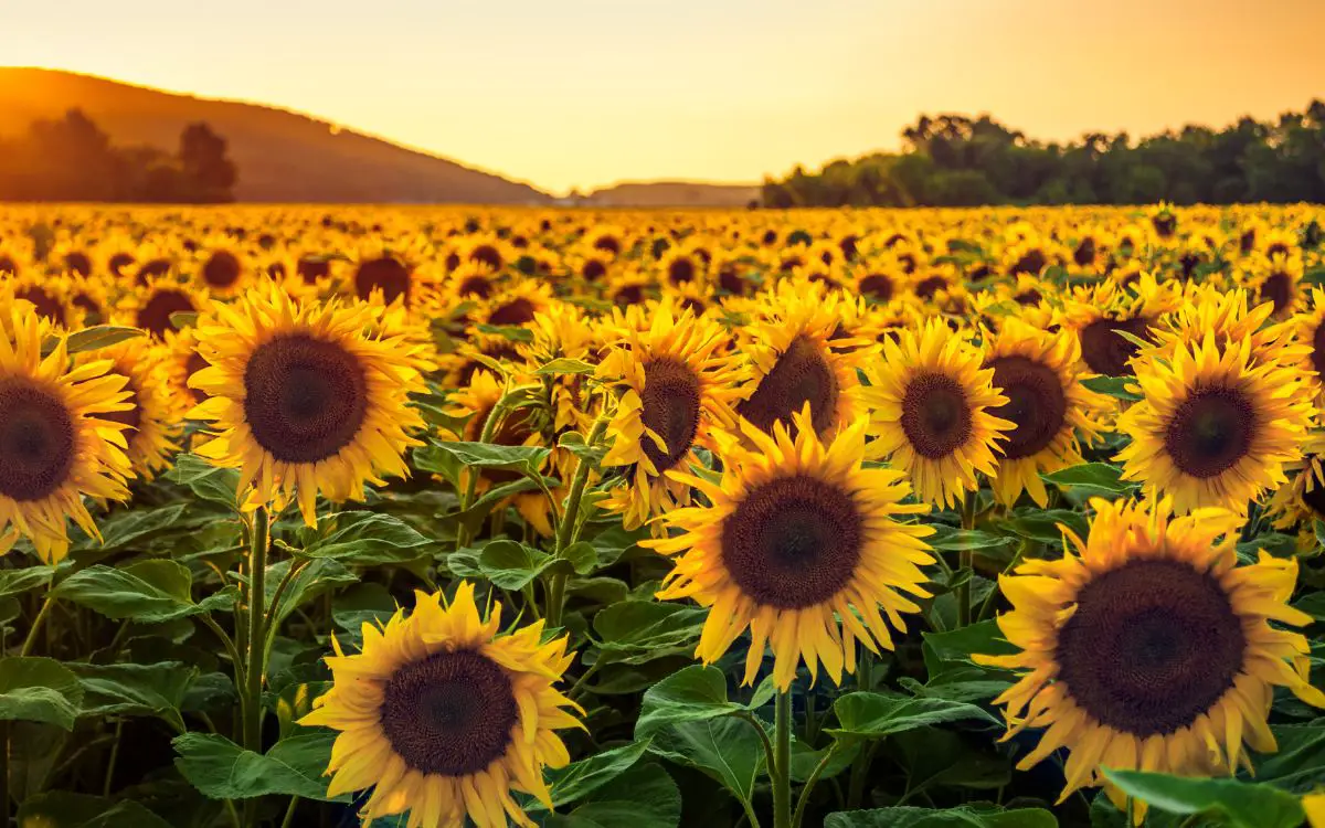 Sunflower Fields in Texas