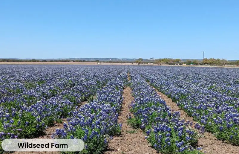 Wildseed Farm