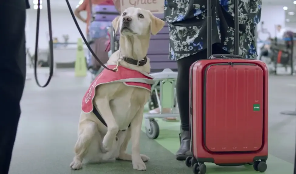 drug dogs searching luggage